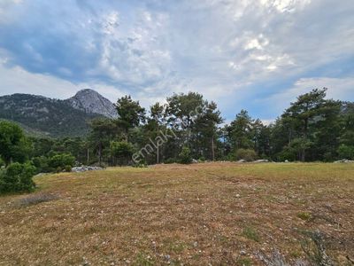 Arsa-Tarla