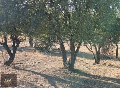 Arsa-Bağ & Bahçe