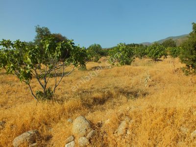 Arsa-Bağ & Bahçe
