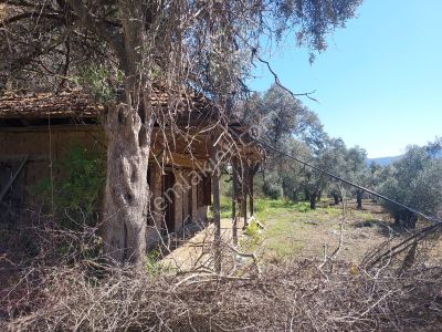 Konut-Çiftlik Evi