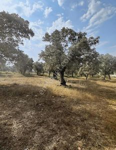 Arsa-Zeytinlik
