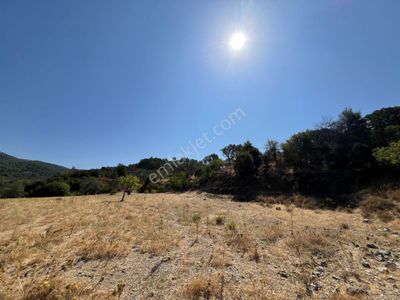 Arsa-Zeytinlik