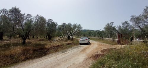 Arsa-Zeytinlik
