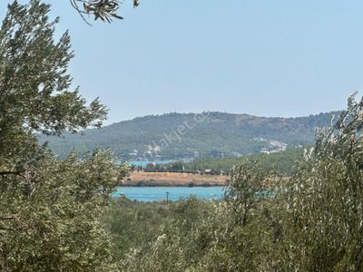 Arsa-Zeytinlik