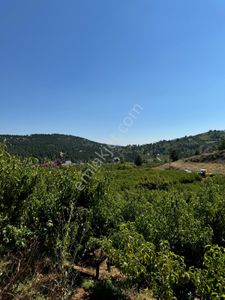 Arsa-Bağ & Bahçe