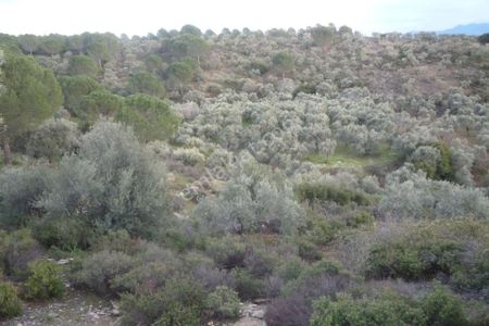 Arsa-Zeytinlik