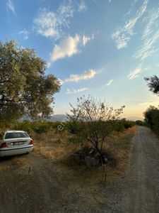 Arsa-Bağ & Bahçe