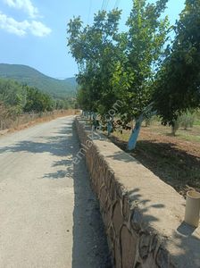 Arsa-Zeytinlik