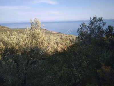 Arsa-Zeytinlik