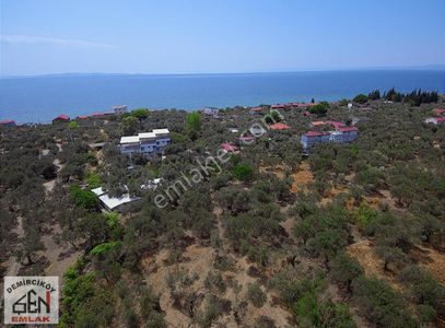Arsa-Zeytinlik