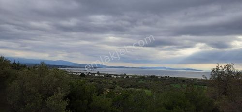 Arsa-Zeytinlik