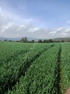 Arsa-Tarla