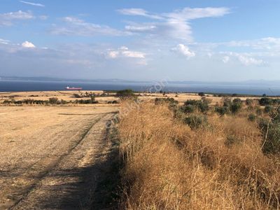 Arsa-Zeytinlik