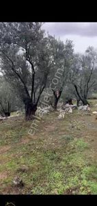 Arsa-Zeytinlik