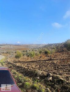 Arsa-Tarla