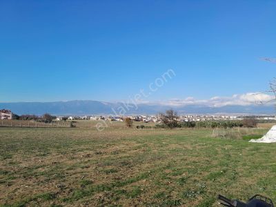 Arsa-Zeytinlik