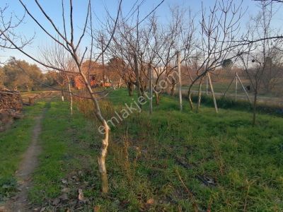Arsa-Zeytinlik