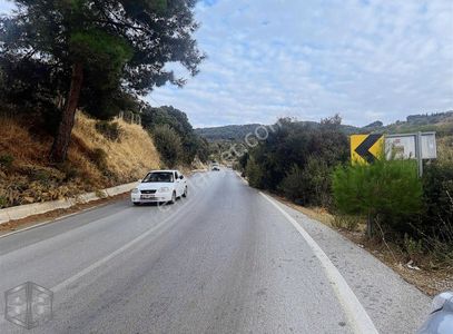 Arsa-Zeytinlik