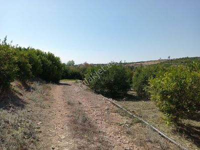 Arsa-Tarla