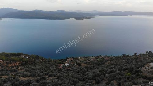 Arsa-Zeytinlik