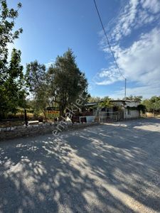 Arsa-Zeytinlik