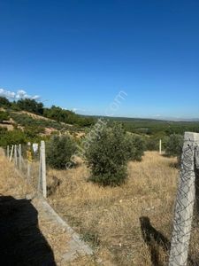 Arsa-Zeytinlik