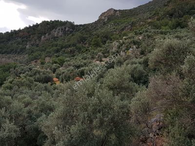 Arsa-Tarla