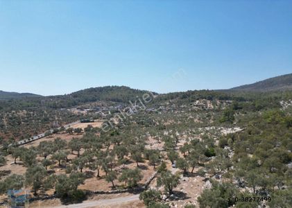Arsa-Zeytinlik