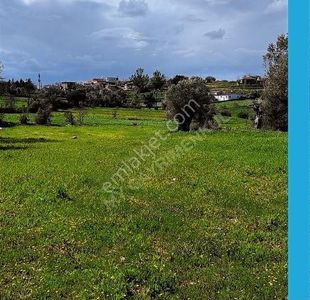 Arsa-Zeytinlik