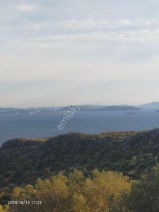 Arsa-Zeytinlik