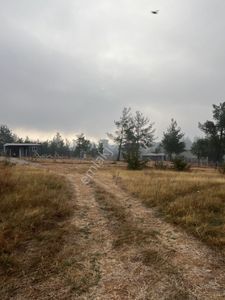 Arsa-Zeytinlik