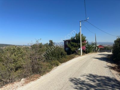 Arsa-Zeytinlik