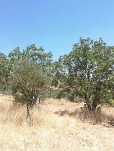 Arsa-Zeytinlik
