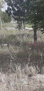Arsa-Bağ & Bahçe