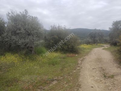 Arsa-Zeytinlik