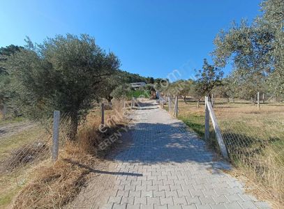 Arsa-Zeytinlik