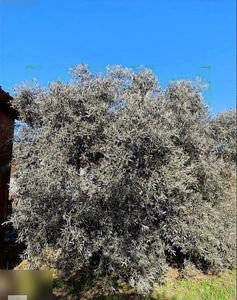 Arsa-Bağ & Bahçe