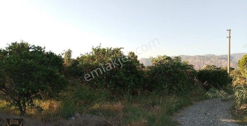 Arsa-Bağ & Bahçe