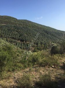 Arsa-Zeytinlik