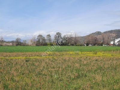 Arsa-Arazi
