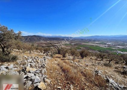 Arsa-Zeytinlik