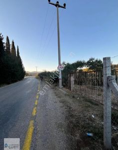Arsa-Zeytinlik