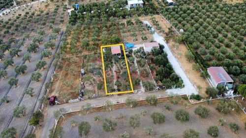 Arsa-Zeytinlik