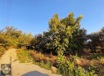 Arsa-Konut İmarlı