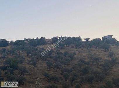 Arsa-Bağ & Bahçe