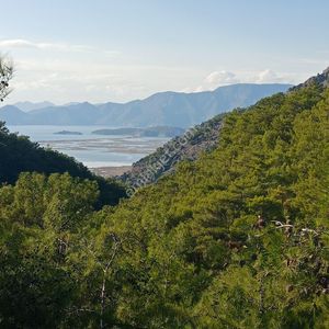 Arsa-Tarla