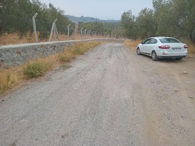 Arsa-Zeytinlik