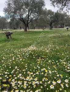 Arsa-Zeytinlik