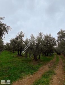 Arsa-Zeytinlik