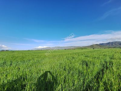 Arsa-Tarla